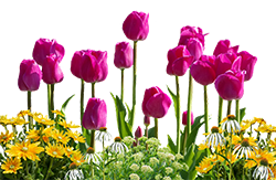 tulips